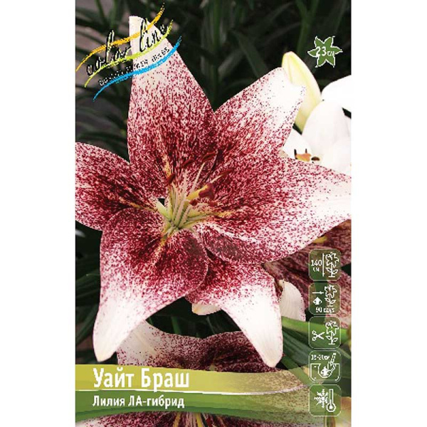 Лилия Уайт Браш 12/14 5 шт