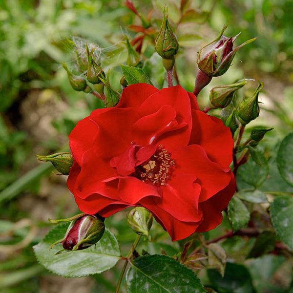 Роза флорибунда Чамплэйн Садовита