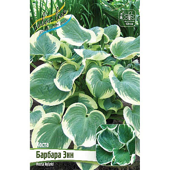 Хоста Барбара Энн 1 n 25 шт Биг-пак 13430