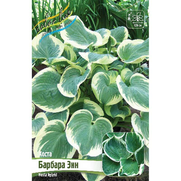 Хоста Барбара Энн 1 n 25 шт Биг-пак 13430
