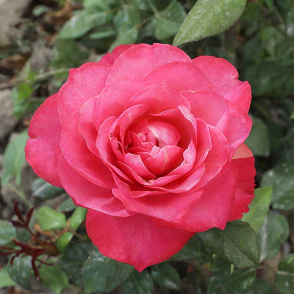 Роза флорибунда Ай Эм Грейтфул Садовита