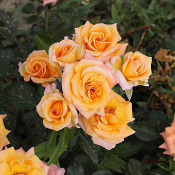 Роза спрей Макарена Садовита