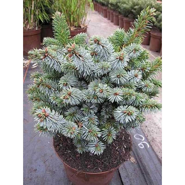 Ель Ситхинская Зильберцверг C1,5