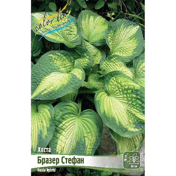 Хоста Бразер Стефан 1 n 25 шт Биг-Пак 9767 