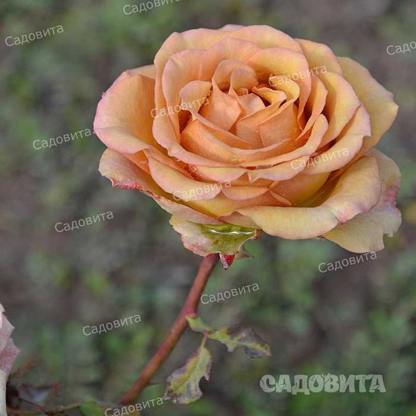 Роза чайно-гибридная Маракеш Садовита