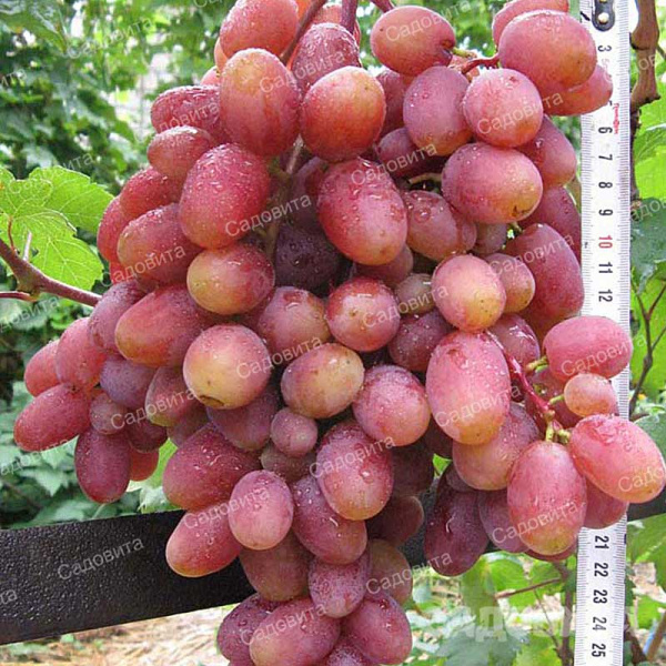 Виноград Юлиан сверхранний Садовита
