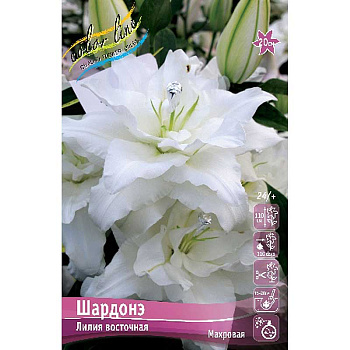 Лилия Шардонэ 16/18 3 шт