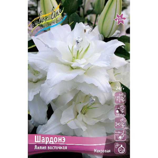 Лилия Шардонэ 16/18 3 шт