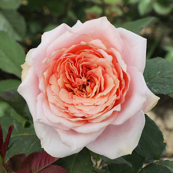 Роза флорибунда Мархензаубер Садовита