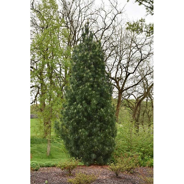 2500 Сосна Веймутовая Стоу Пиллар C20 80-100cm ,шт