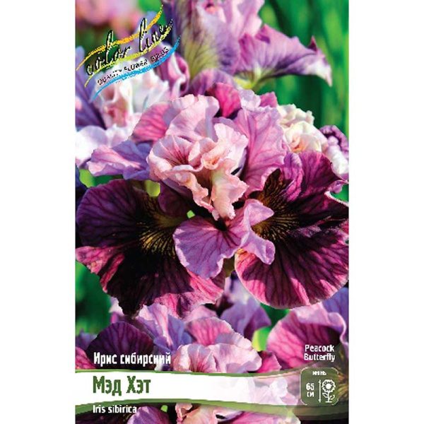 Ирис Сибирский Мэд Хэт I 25 шт Биг-пак 8634