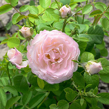 Роза Флорибунда Андре Брише Садовита