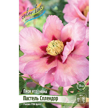 Пион Ито-Гибрид Пастель Сплендор 2/3 n 10 шт Биг-Пак 5733 