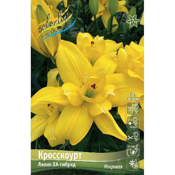Лилия Кросскоурт 16/18 3 шт 