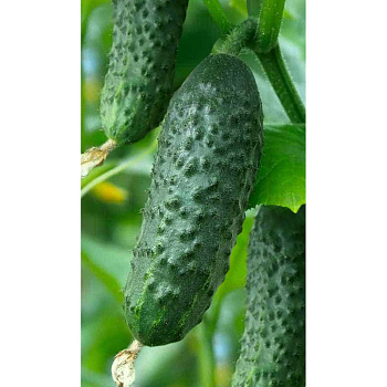 Огурец Чайковский F1 5шт Rijk Zwaan/Садовита Ц