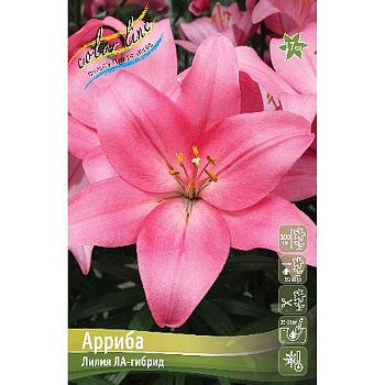 Лилия Арриба 12/14 25 шт Биг-пак 13691