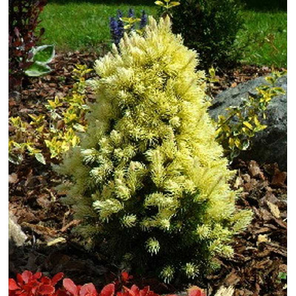 Ель Канадская Дейзи Уайт С3 30-40cm