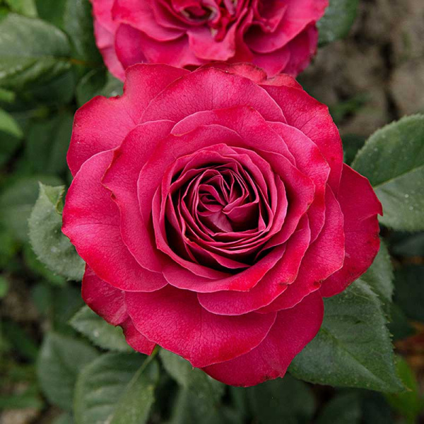 Роза чайно-гибридная Прэшес моментс Садовита