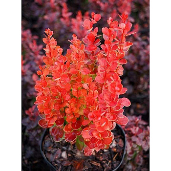 Барбарис Тунберга Вулкано P9 15-20