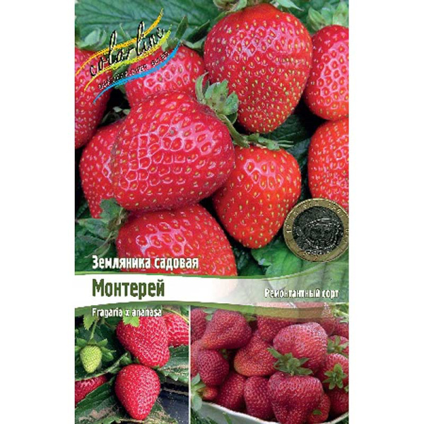 Земляника Садовая Монтерей A 5 шт