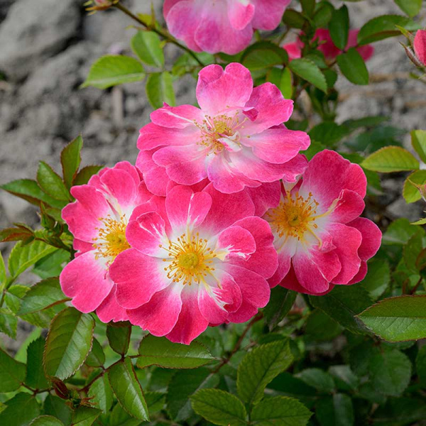 Роза Шраб Гритингс Садовита