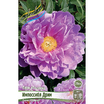 Пион Ито Импоссибл Дрим 2/3 n 1 шт