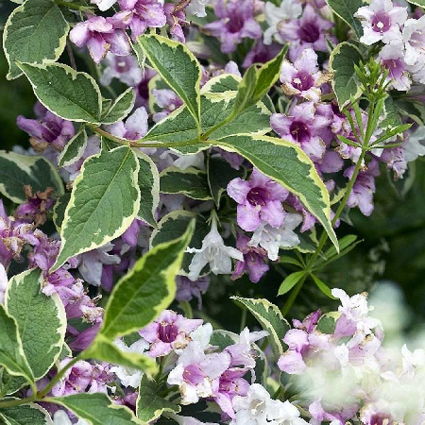 Вейгела Цветущая Нана Вариегата P9