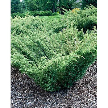 Можжевельник Обыкновенный Бартон P9 15-20