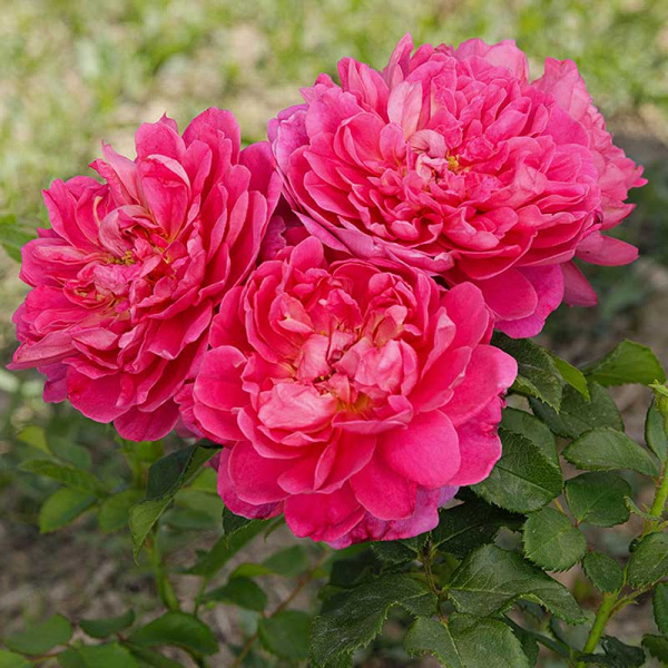 Роза шраб Принцесса Анна (Английская) Садовита