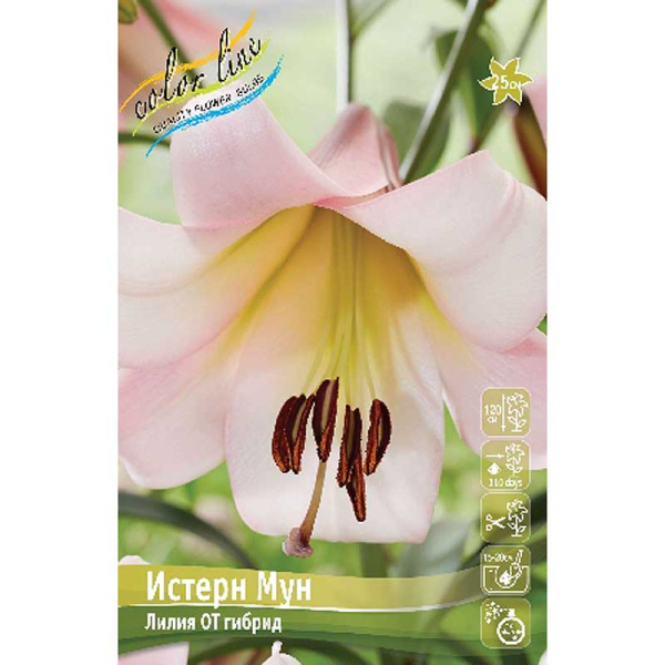 Лилия Истерн Мун 12/14 5 шт 
