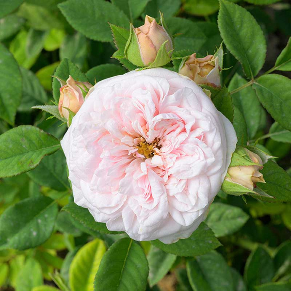 Роза Чайно-гибридная Маунтейн Фог Садовита