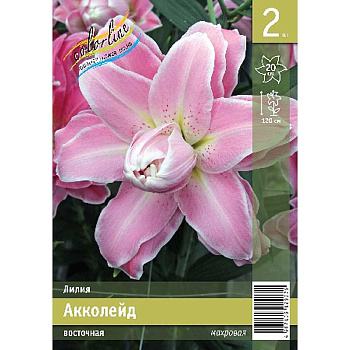 Лилия Акколейд 12/14 2 Эконом шт 