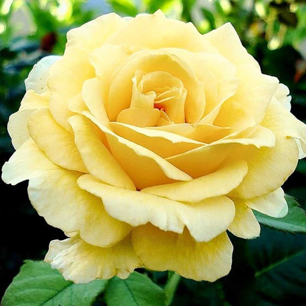 Роза чайно-гибридная Голден Медальон Садовита