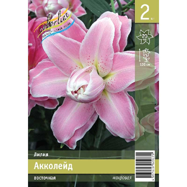 Лилия Акколейд 12/14 2 Эконом шт 