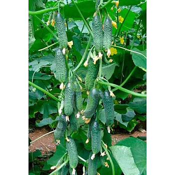 Огурец Кибрия F1 250шт RZ