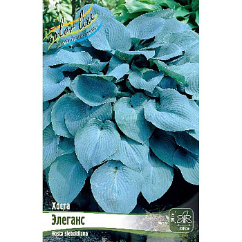 Хоста Элеганс 1 n 25 шт Биг-пак 7908