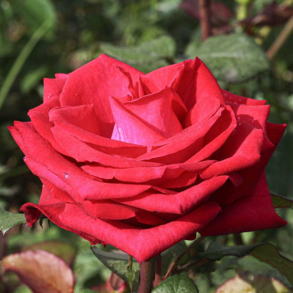 Роза чайно-гибридная Экскалибур Садовита