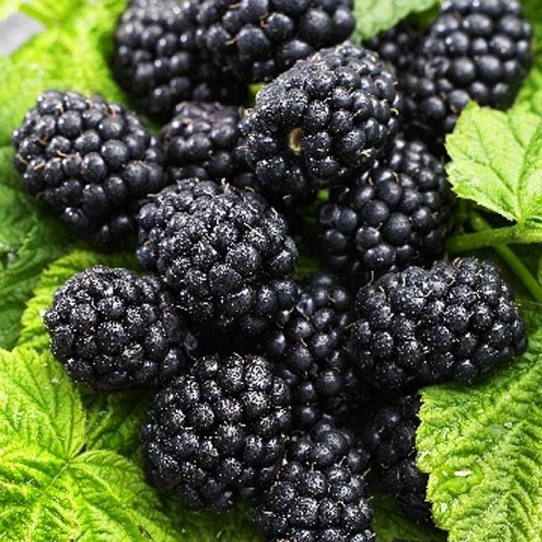 Ежевика кустистая Блэк Сатин P9