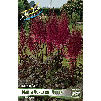 Астильба Майти Чоколейт Черри 2/3 n 25 шт Биг-пак 9312