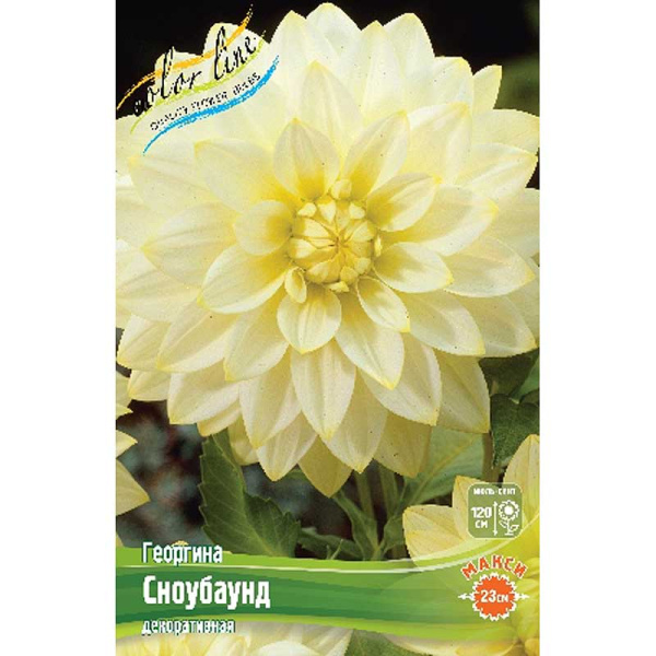 Георгина Сноубаунд I 15 шт Шоу-бокс 13963 