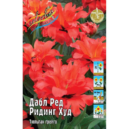 1245 Шоу-Бокс Тюльпан Дабл Ред Ридинг Худ 11/12 75 шт