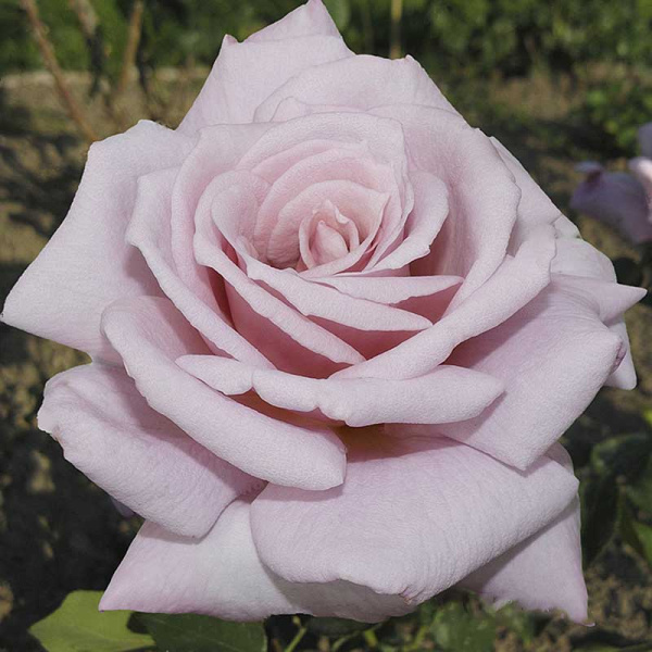 Роза чайно-гибридная Голубой Нил Садовита