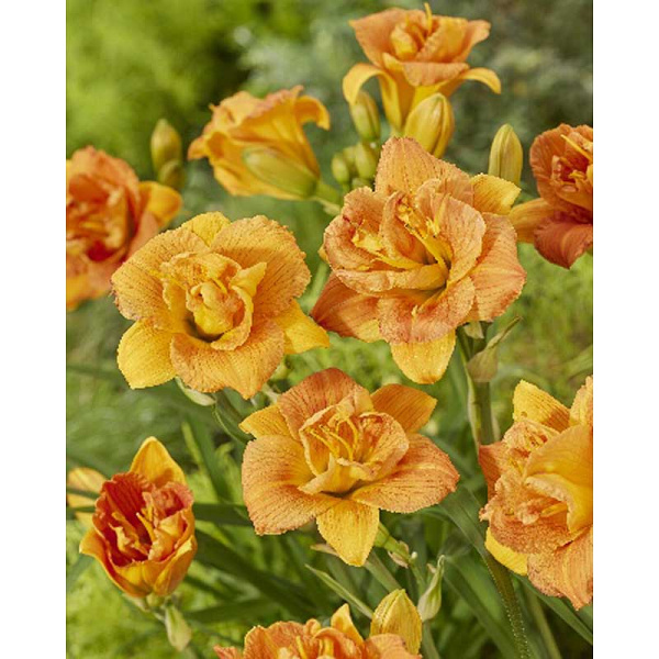 Лилейник Дабл Оранж Зефир I 25 шт Биг-Пак 14187 