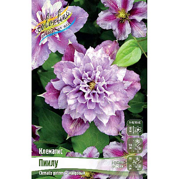 Клематис Пиилу I 2 шт