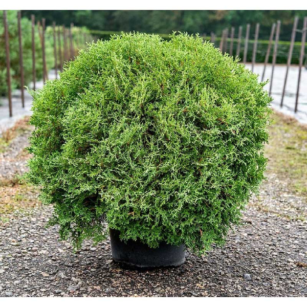 Туя Западная Тайни Тим P9