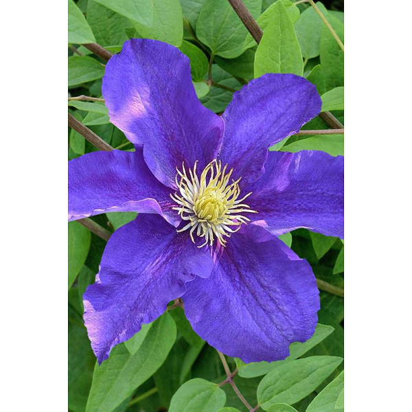 Клематис Неонка I 1 шт Садовита