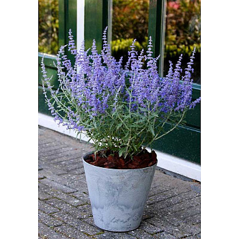 Перовския Лебедолистная Лейси Блю P9