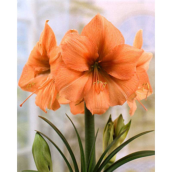 Амариллис Рилона 22/24 1 шт
