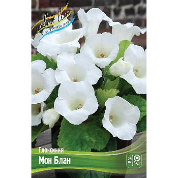 Глоксиния Мон Блан 5/6 50 шт Шоу-Бокс 8880