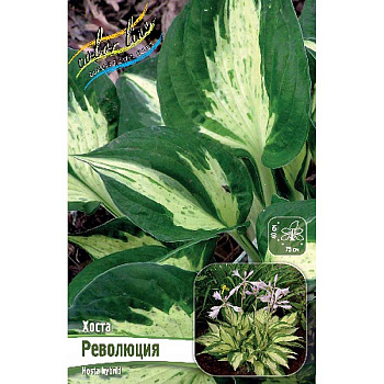 Хоста Революция 1 n 25 шт Биг-пак 5955